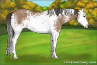 Horse Color:White Spotted Bay Dun Sabino Splash