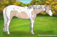 Horse Color:Silver Bay Dun Sabino Tobiano 