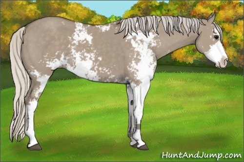 Horse Color: Silver Smoky Grullo Sabino 