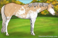 Horse Color:Silver Bay Dun Sabino 