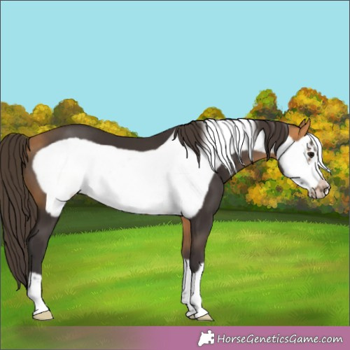 Horse Color:Buckskin Frame 