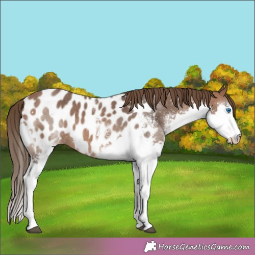 Horse Color:White Spotted Bay Splash Appaloosa Rabicano 