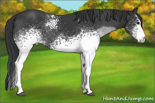 Horse Color: White Spotted Black 