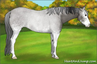 Horse Color:White Spotted Black Sabino Rabicano 