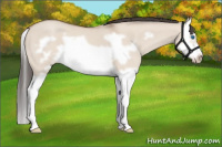 Horse Color:Classic Champagne Roan Dun Splash Frame