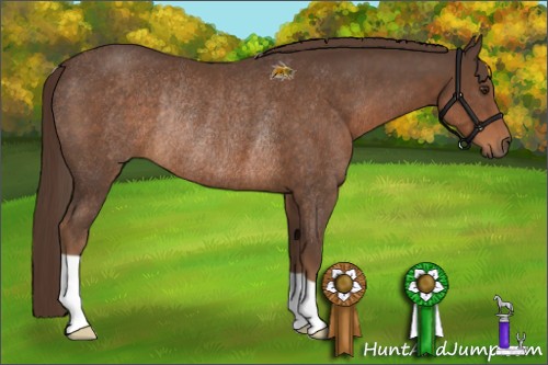 Horse Color:Liver Chestnut Rabicano 