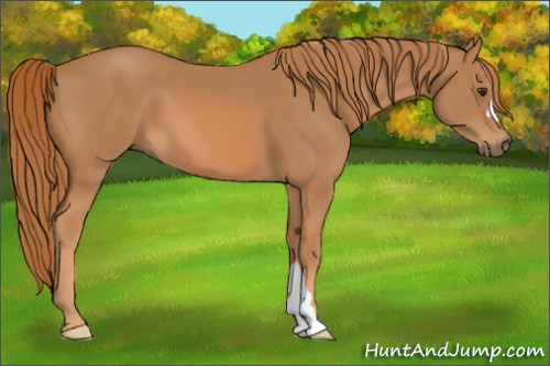 Horse Color: Chestnut 