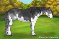 Horse Color:Black Sabino Splash 