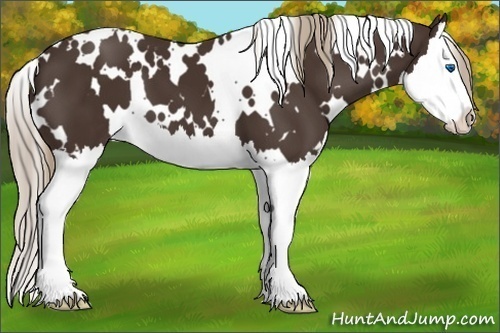 Horse Color: White Spotted Liver Chestnut Splash Varnish 
