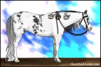 Horse Color:Black Sabino 