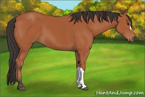 Horse Color: Bay 