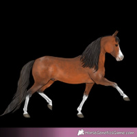 Horse Color:White Spotted Bay Splash