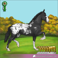 Horse Color:Black Appaloosa 