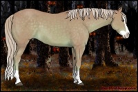 Horse Color:Watercolor Palomino Splash 