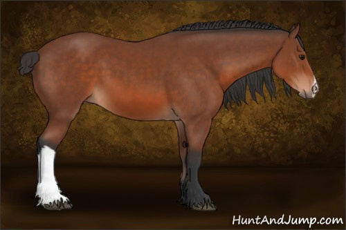 Horse Color: Bay 