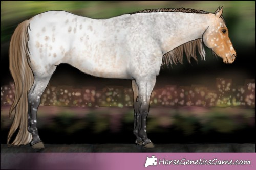 Horse Color:Buckskin Roan Appaloosa