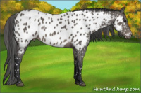 Horse Color:Black Appaloosa
