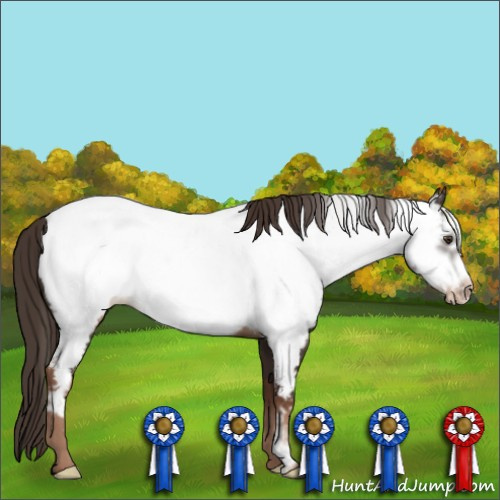 Horse Color: Liver Chestnut Frame Near Fewspot 