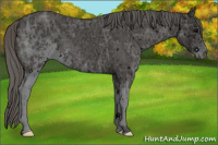 Horse Color:ERROR: UNKNOWN ANOMALY