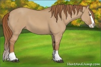 Horse Color:Red Dun Splash 