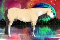 Horse Color:Buckskin Dun Sabino 
