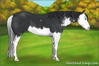Horse Color:Black Sabino Splash