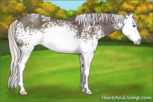 Horse Color: White Spotted Silver Black Splash 