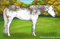 Horse Color:White Spotted Silver Black Splash 