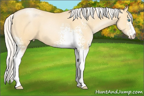 Horse Color: White Spotted Silver Smoky Black Pearl Sabino 