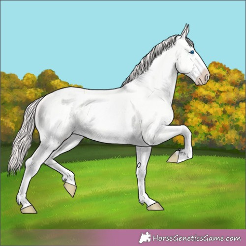 Horse Color: Perlino Dun Splash 