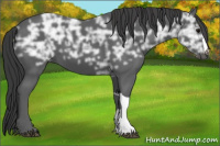 Horse Color:Black Ice 