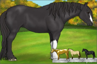 Horse Color:Smoky Black 