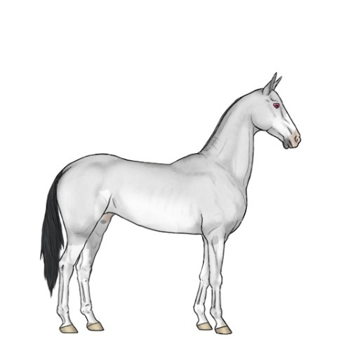 Horse Color: Bay Chinchilla Dun Rabicano 