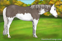 Horse Color:Silver Black Sabino Splash 