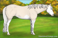 Horse Color:Cremello Splash 