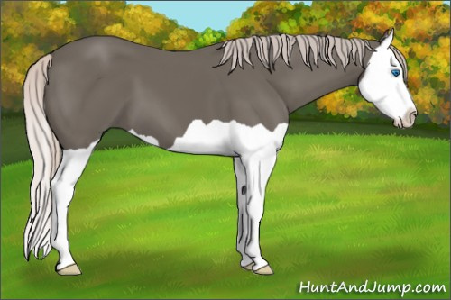 Horse Color: Silver Black Splash 