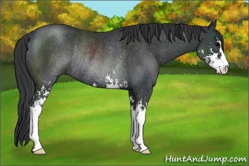 Horse Color: Black Sabino Rabicano 