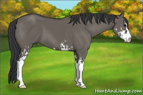 Horse Color: Grullo Sabino 