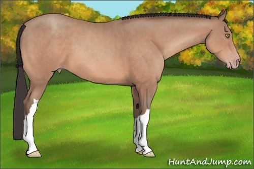Horse Color: Amber Champagne 