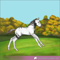 Horse Color:Liver Chestnut Splash Frame Appaloosa 