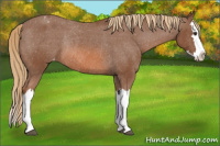 Horse Color:Chestnut Splash Blanket Rabicano 