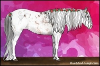 Horse Color:Bay Sabino Appaloosa 