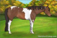 Horse Color:Bay Tobiano 