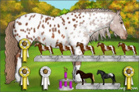 Horse Color:Liver Chestnut Near Leopard 