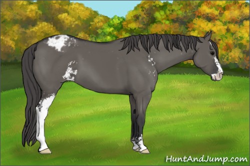 Horse Color: Grullo Sabino Blanket 