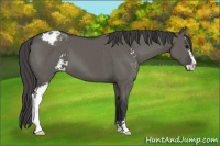 Horse Color:Grullo Sabino Appaloosa 