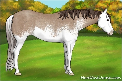 Horse Color: White Spotted Classic Champagne Splash Rabicano 