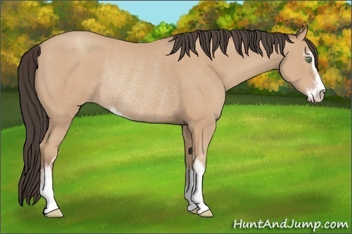 Horse Color: Amber Champagne Sabino Rabicano 