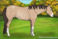 Horse Color:Amber Champagne Sabino Rabicano 
