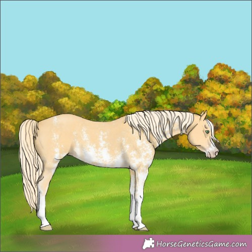 Horse Color: Gold Cream Champagne Sabino 